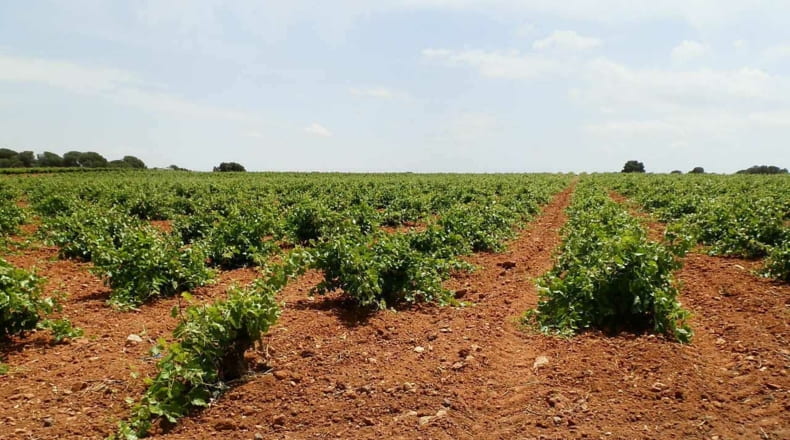 Albacete - Villarrobledo - 718500m2