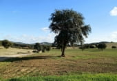 Terreno no urbanizable en venta en la Viso del Marques, Viso del Marqués, ref: TR7645 foto