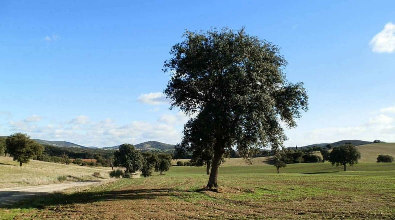 Ciudad Real - Viso del Marqués - 500000m2