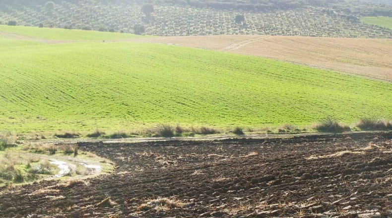 Ciudad Real - Calzada de Calatrava - 470000m2