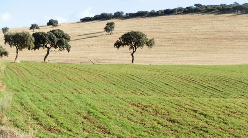 Ciudad Real - Calzada de Calatrava - 470000m2