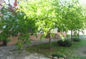 Rural estate for sale on Elche de la Sierra, ref: TR7632 photo