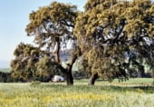 Rural estate for sale on Elche de la Sierra, ref: TR7632 photo