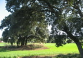 Rural estate for sale on Elche de la Sierra, ref: TR7632 photo