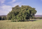 Rural estate for sale on Elche de la Sierra, ref: TR7632 photo