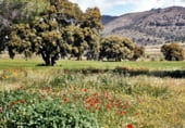 Rural estate for sale on Elche de la Sierra, ref: TR7632 photo