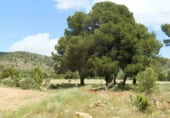 Rural estate for sale on Elche de la Sierra, ref: TR7632 photo