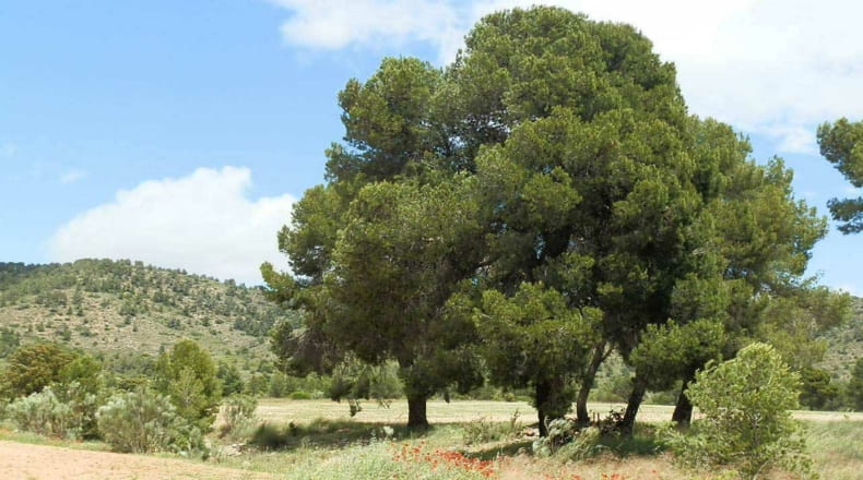 Albacete - Elche de la Sierra - 5910000m2
