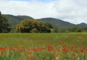 Rural estate for sale on Elche de la Sierra, ref: TR7632 photo