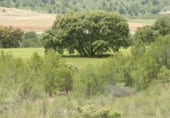 Rural estate for sale on Elche de la Sierra, ref: TR7632 photo