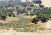 Rural estate for sale on Barrax, ref: TR7625 photo