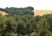 Rural estate for sale on Barrax, ref: TR7625 photo