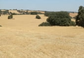 Rural estate for sale on Barrax, ref: TR7625 photo