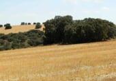 Rural estate for sale on Barrax, ref: TR7625 photo