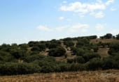 Rural estate for sale on Barrax, ref: TR7625 photo