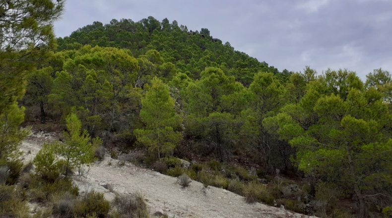 Murcia - Moratalla - 30000m2