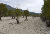 Non-developable land for sale on Polígono 182 parcela 4, Moratalla, ref: TR8344 photo