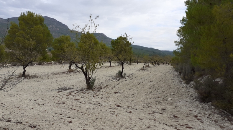 Murcia - Moratalla - 30000m2