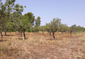 Terreny no urbanitzable en venda a la VALENCIA 4, les Coves de Vinromà, ref.: TR8470 foto