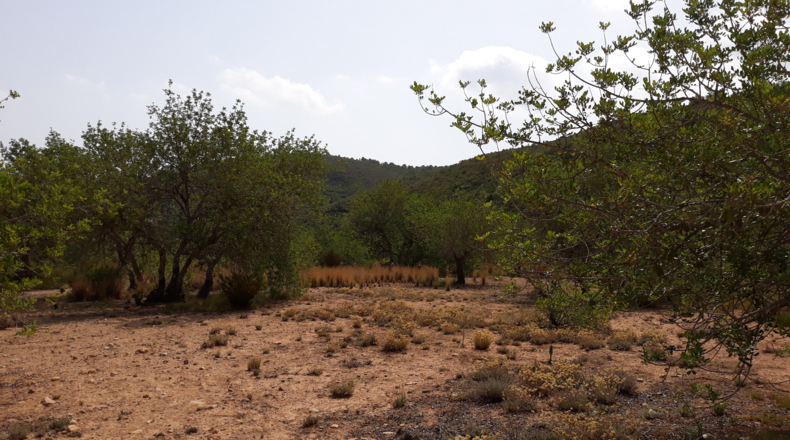 Castellón - Cuevas de Vinromá - 185647m2