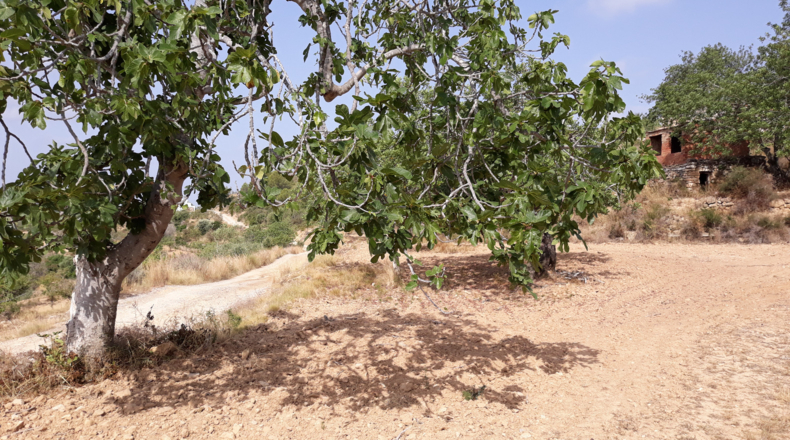 Castellón - Cuevas de Vinromá - 28588m2