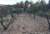 Terreno con Almacén en venta en la partida del quemado, Pedralba, ref: TR8599 foto
