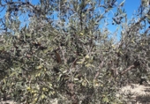 Terreno con Almacén en venta en la partida del quemado, Pedralba, ref: TR8599 foto