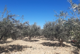 Pedralba 9000&nbsp;m² 