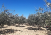 Terreno con Almacén en venta en la partida del quemado, Pedralba, ref: TR8599 foto