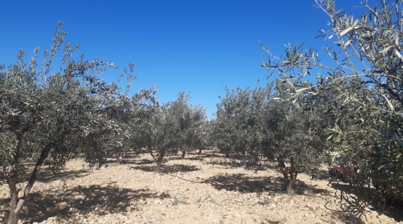 Valencia - Pedralba - 9000m2