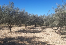 Pedralba 9000&nbsp;m² 