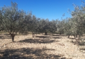 Terreno con Almacén en venta en la partida del quemado, Pedralba, ref: TR8599 foto