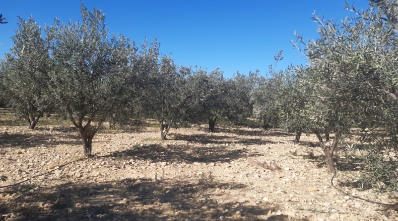 Valencia - Pedralba - 9000m2