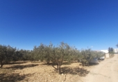 Terreno con Almacén en venta en la partida del quemado, Pedralba, ref: TR8599 foto