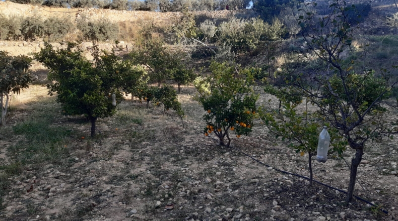 Valencia - Pedralba - 9000m2