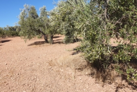 Osuna 220000&nbsp;m² 
