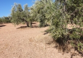 Земля на продажу у города Osuna Фото