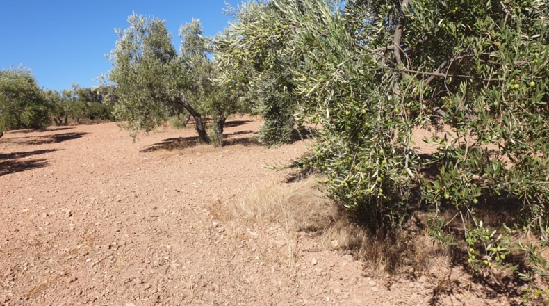 Sevilla - Osuna - 220000m2