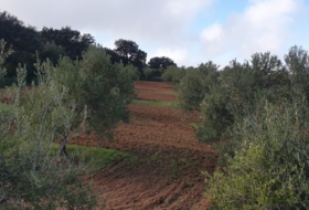 Osuna 220000&nbsp;m² 