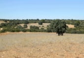 Rural estate for sale on Plaza de la Mancha, Albacete, ref: TR9877 photo