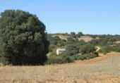 Rural estate for sale on Plaza de la Mancha, Albacete, ref: TR9877 photo