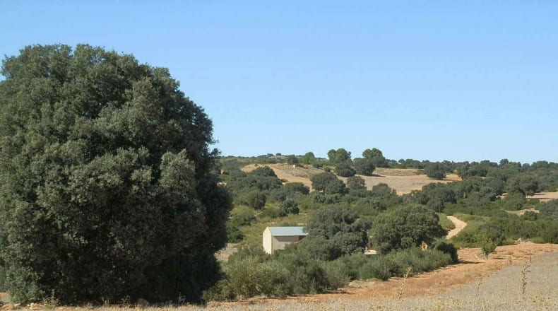 Albacete - Albacete - 160000m2