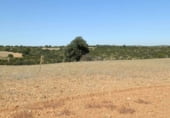 Rural estate for sale on Plaza de la Mancha, Albacete, ref: TR9877 photo