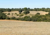 Rural estate for sale on Plaza de la Mancha, Albacete, ref: TR9877 photo