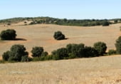 Rural estate for sale on Plaza de la Mancha, Albacete, ref: TR9877 photo