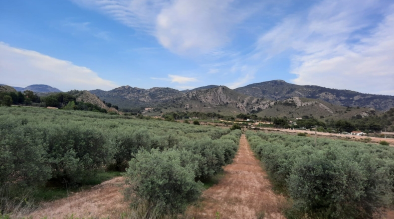 Alicante - Petrer - 90000m2