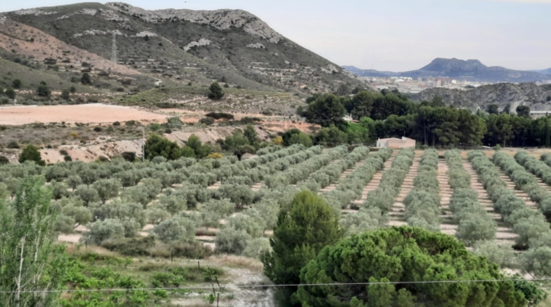 Alicante - Petrer - 90000m2