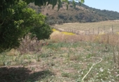 Terreny amb magatzem en venda a la MA-3100, Casabermeja, ref.: TR12243 foto