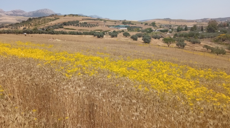 Málaga - Casabermeja - 16000m2