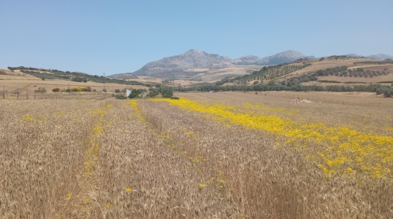 Málaga - Casabermeja - 16000m2